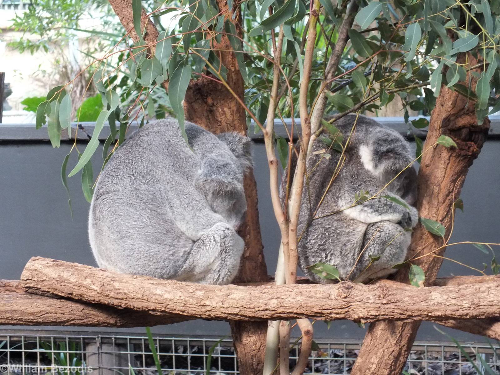 Koalas