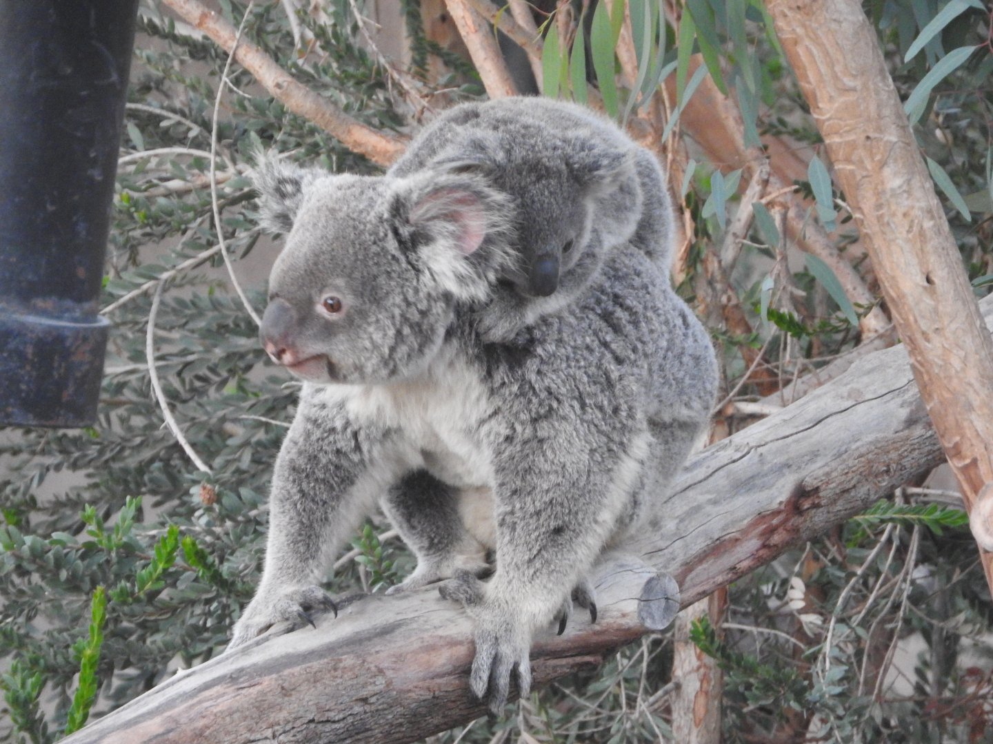 Koalas