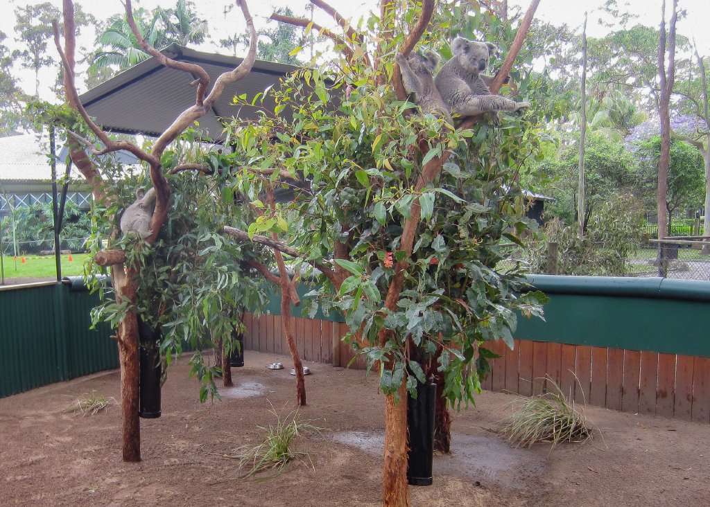 Koalas