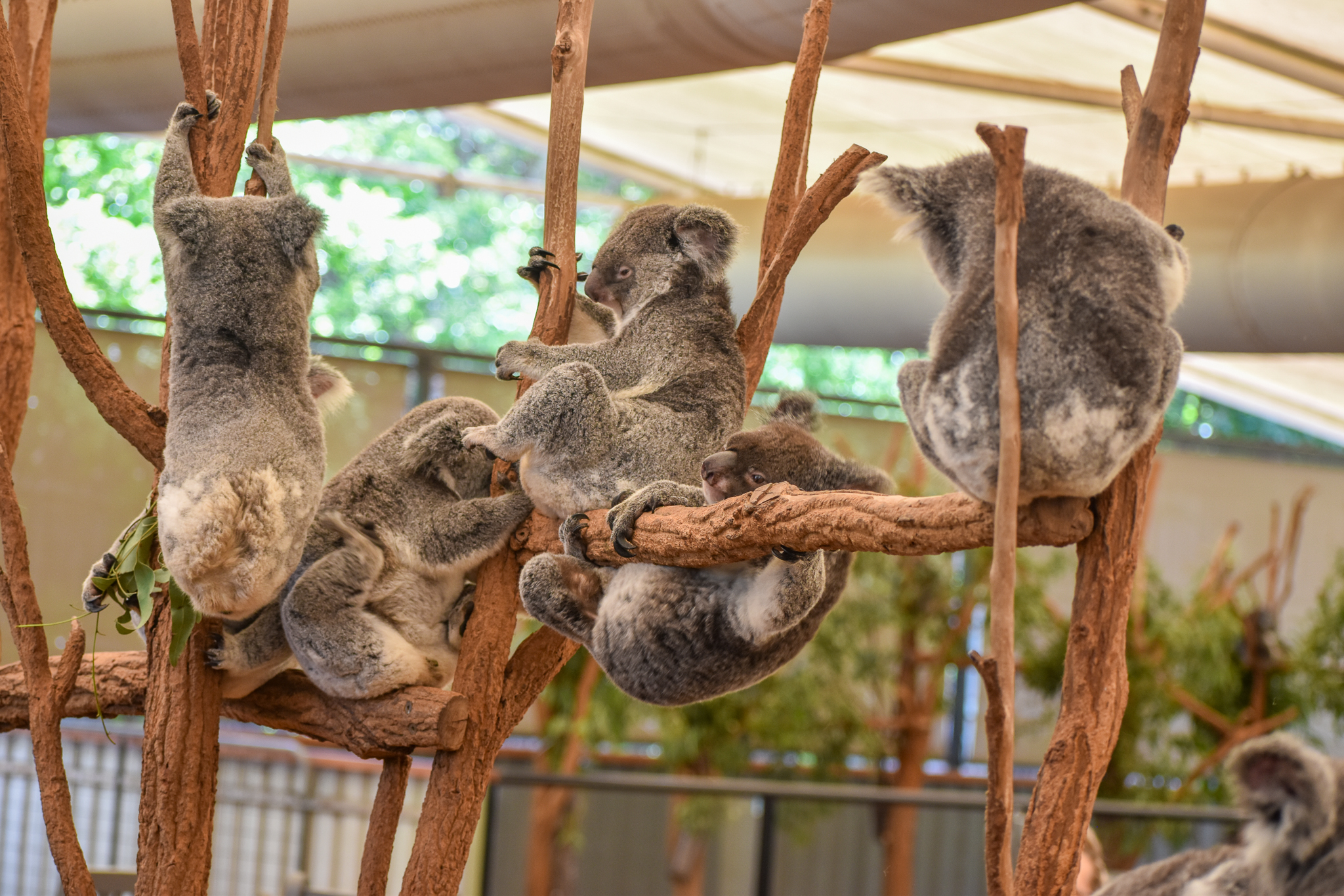 Koalas