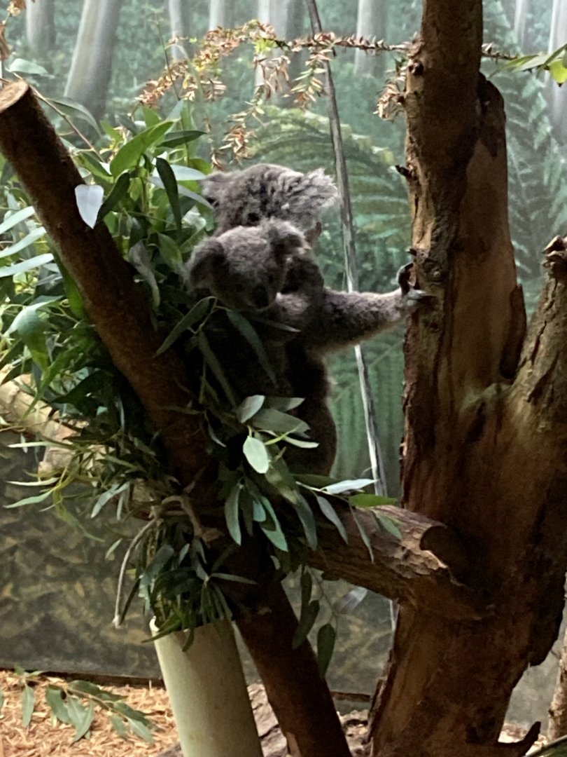 Koalas