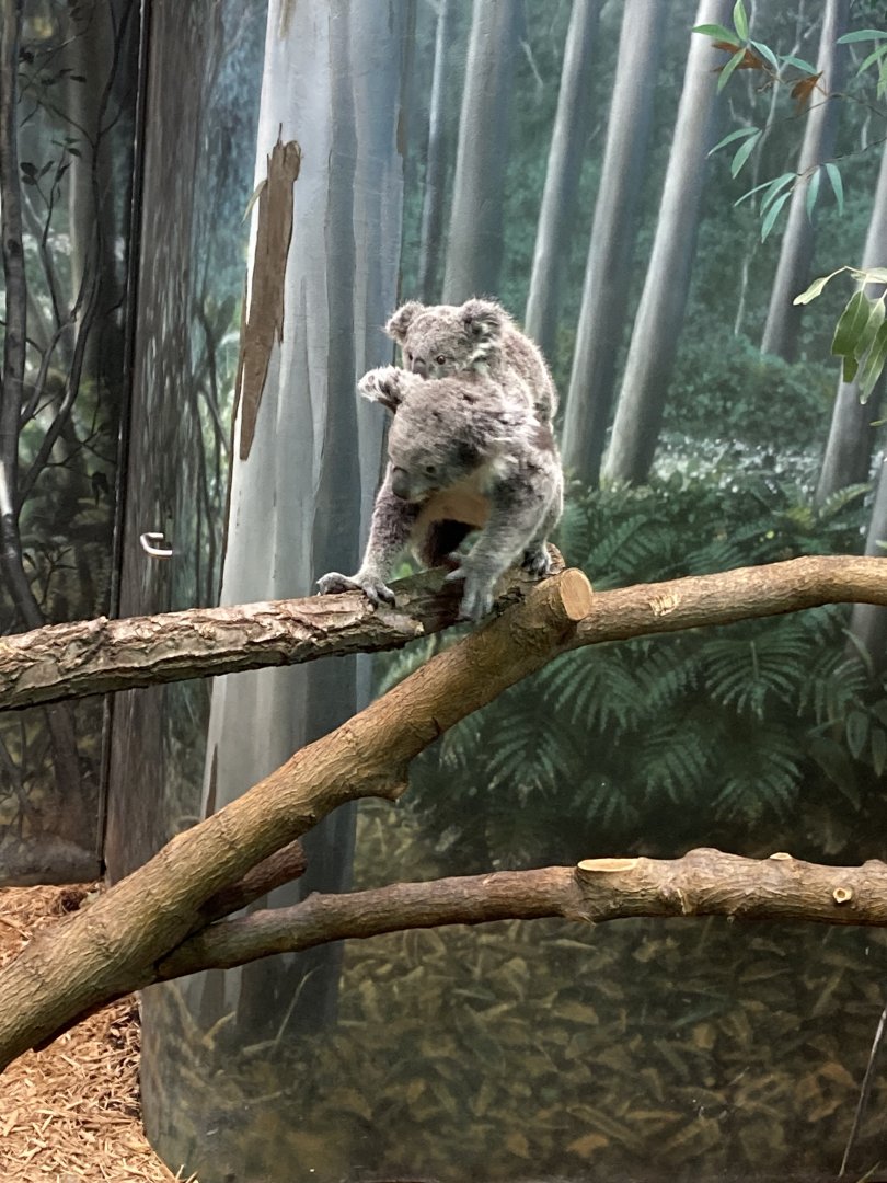 Koalas