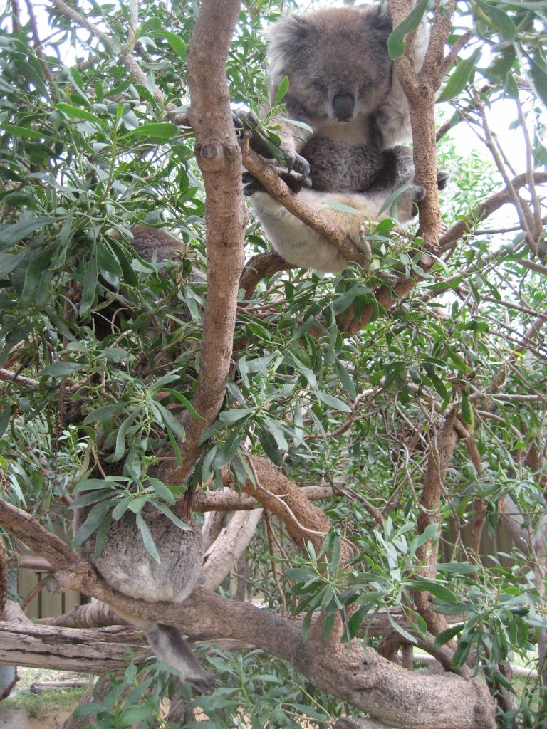 Koalas