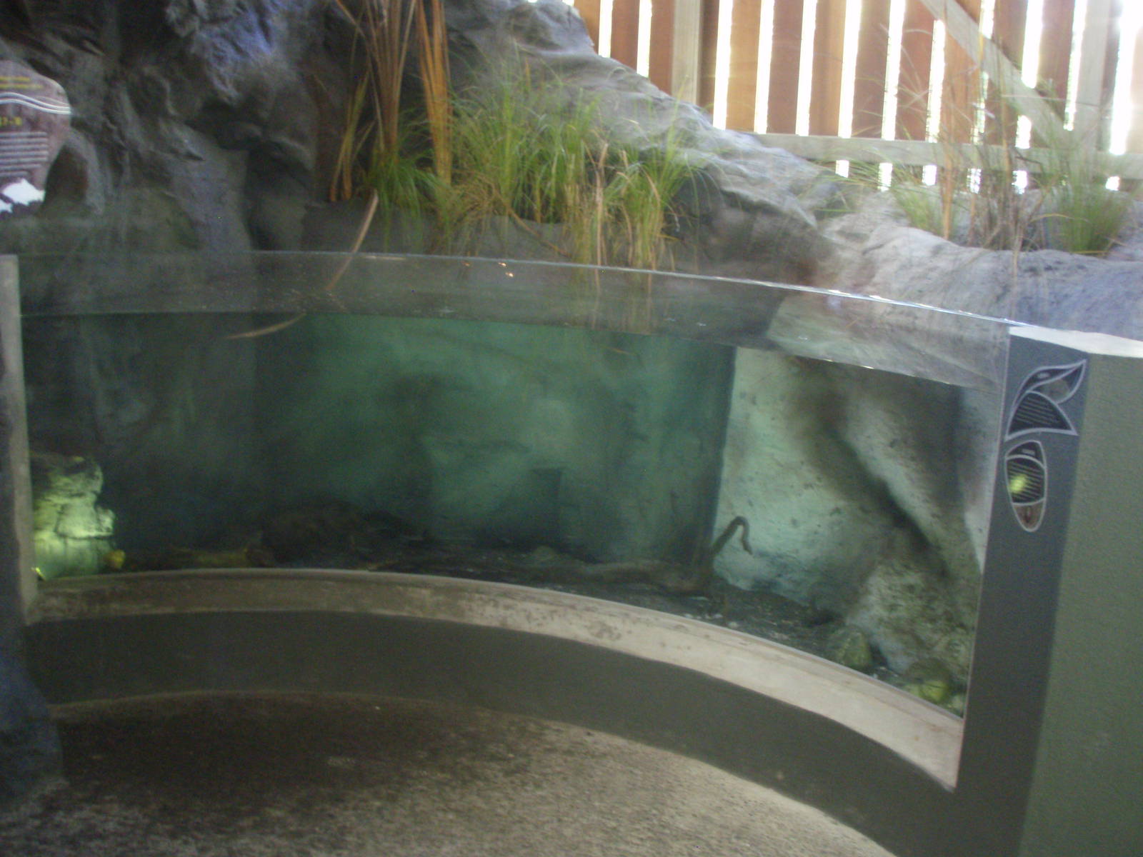 Koaro and Kakahi Tank - Tongariro National Trout Centre