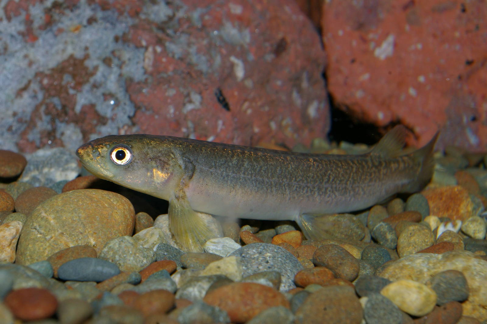 koaro (Galaxias brevipennis)