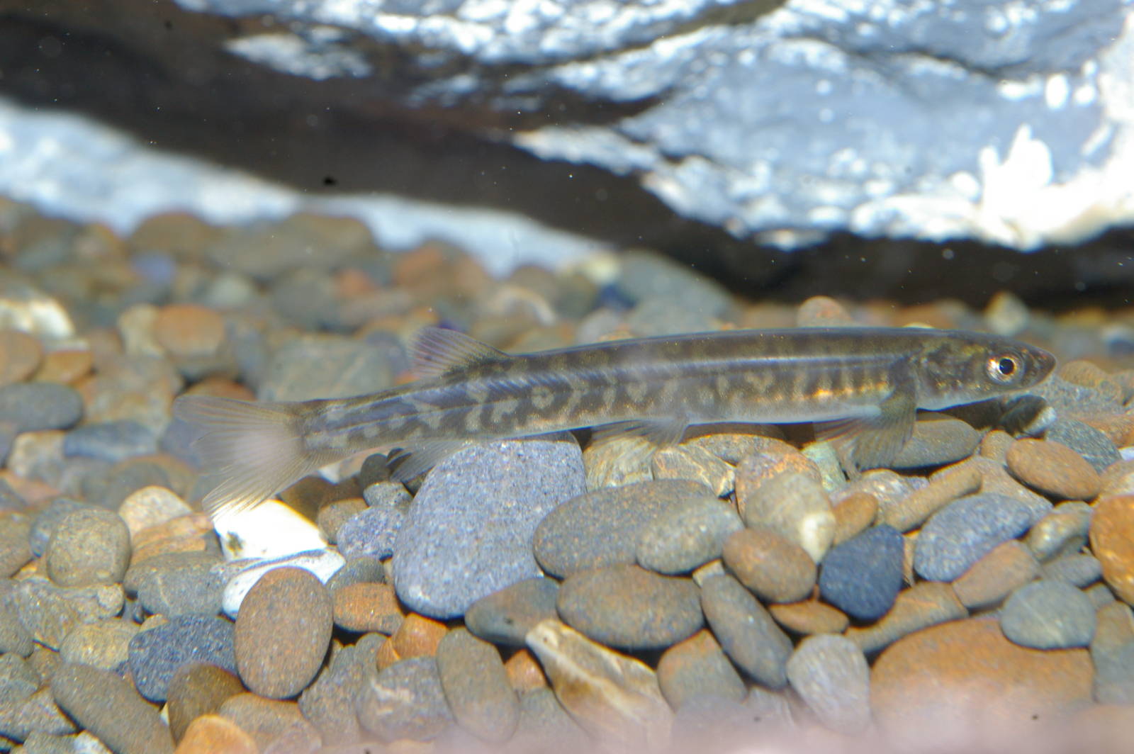 koaro (Galaxias brevipennis)