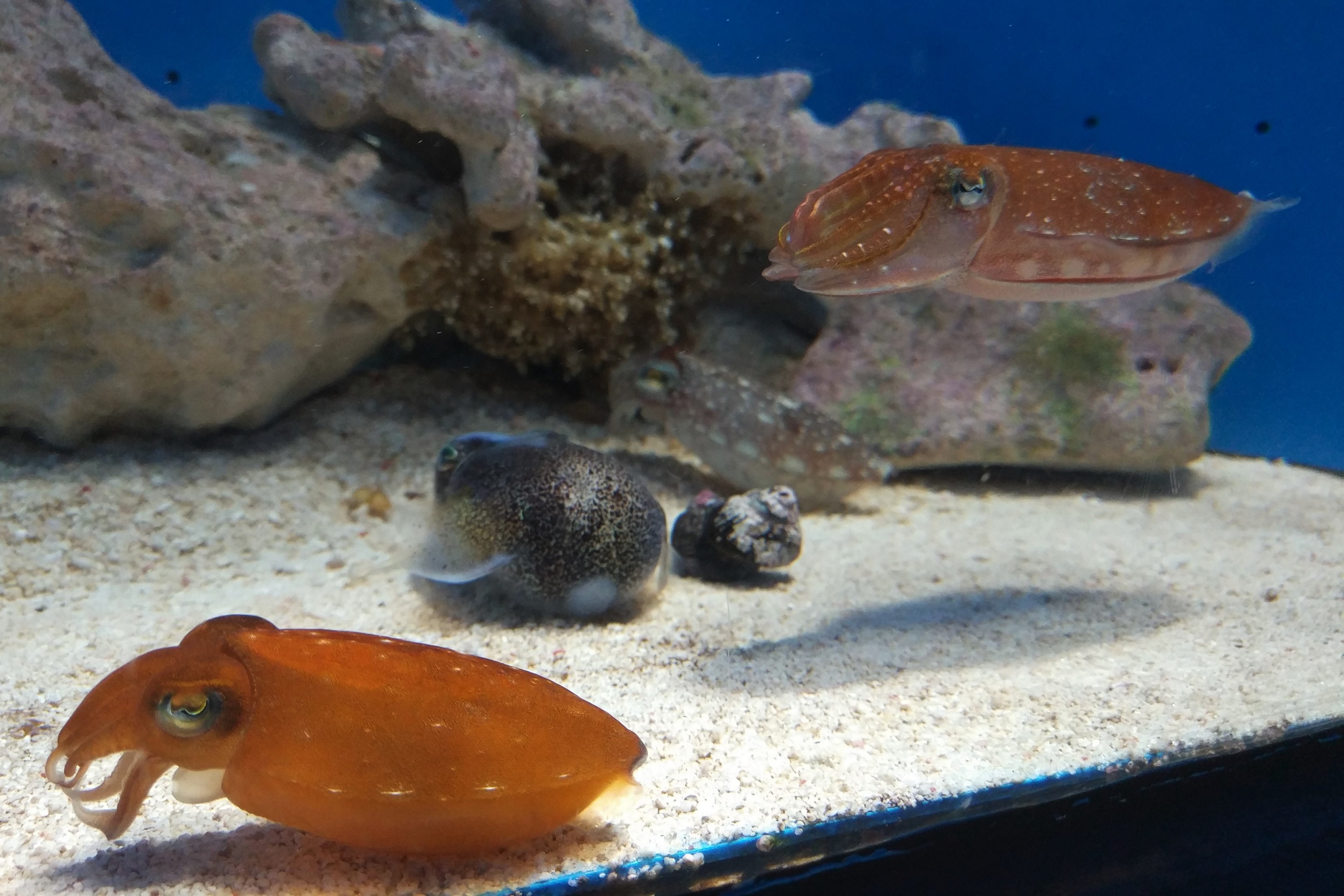 Kobi Cuttlefish and Japanese Bobtail Squid