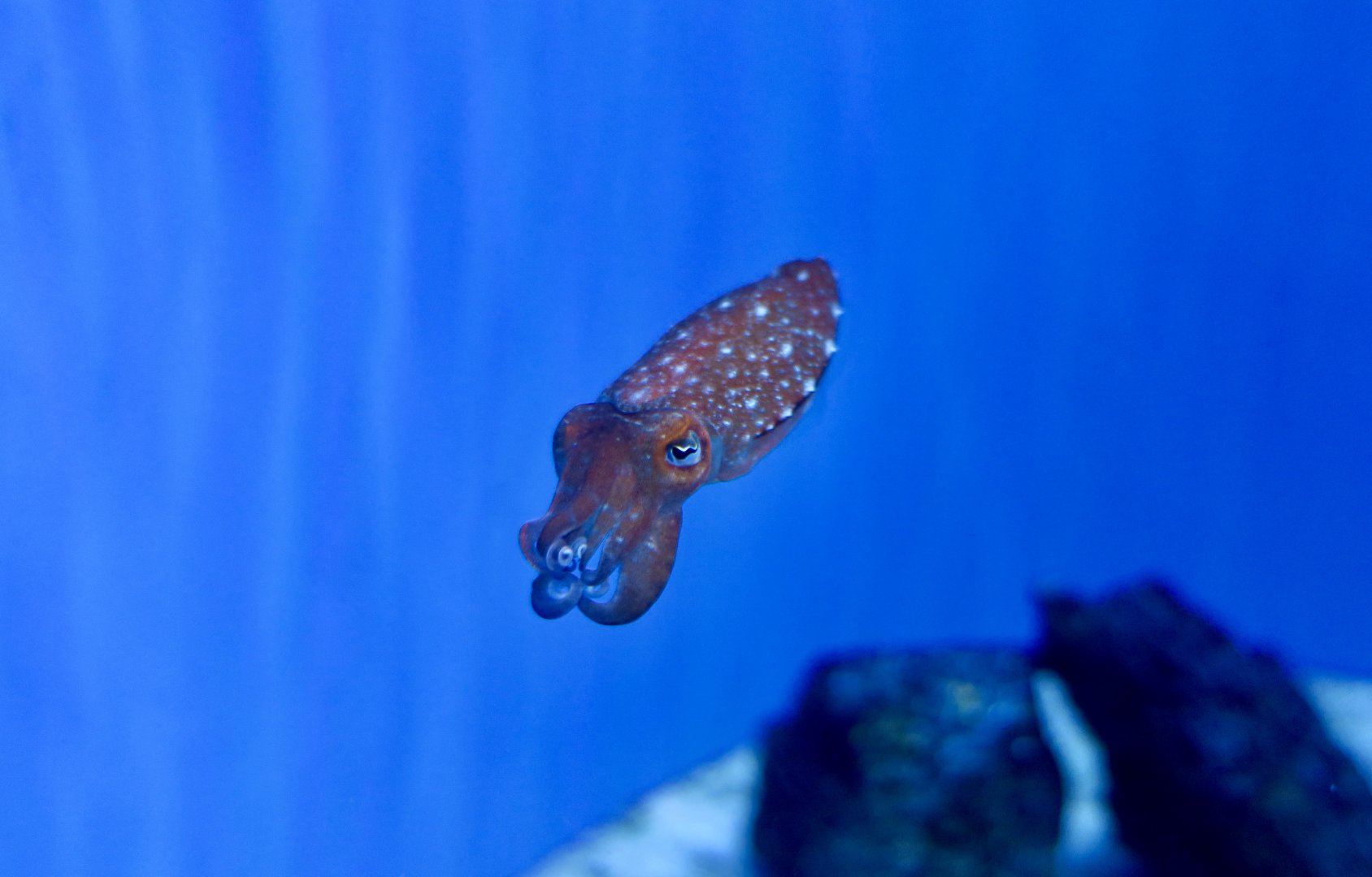 Kobi Cuttlefish (Doratosepion kobiense)