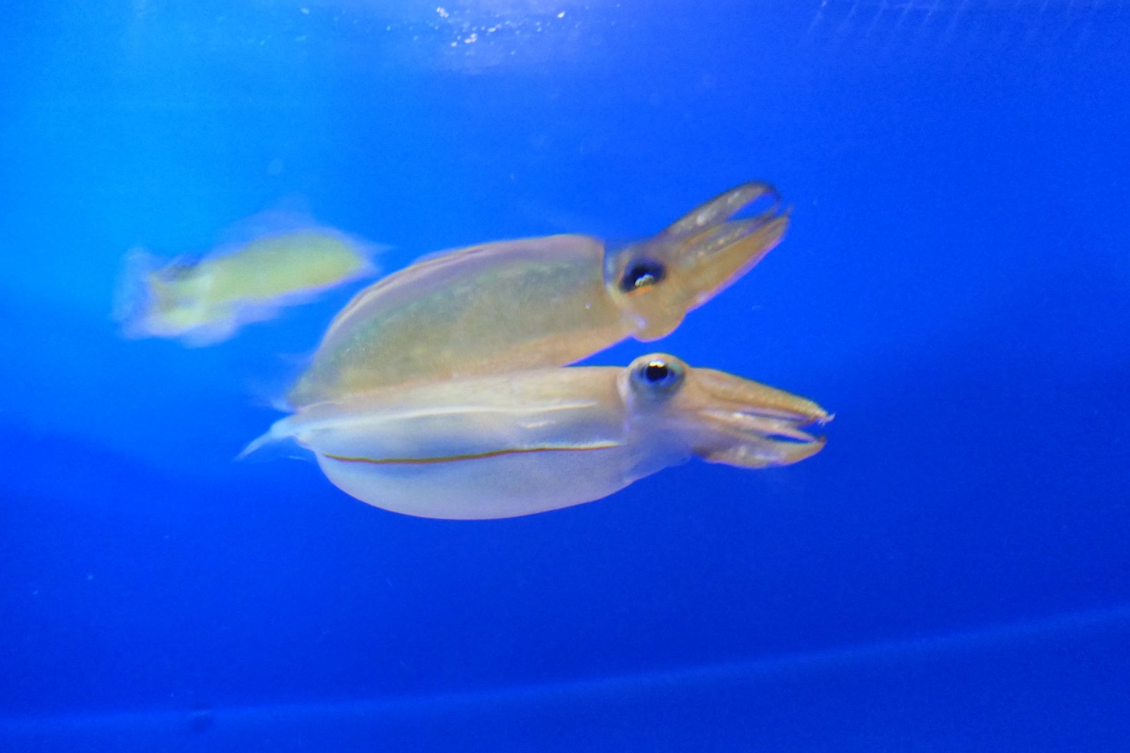 Kobi Cuttlefish (Doratosepion kobiense)