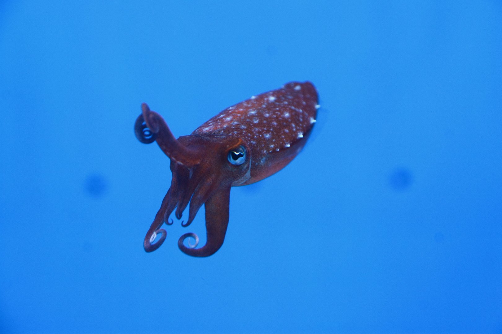 Kobi cuttlefish (Sepia kobiensis)