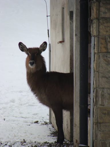 Kobus elipsiprymnus defassa