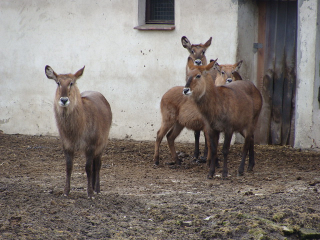 Kobus elipsiprymus defassa