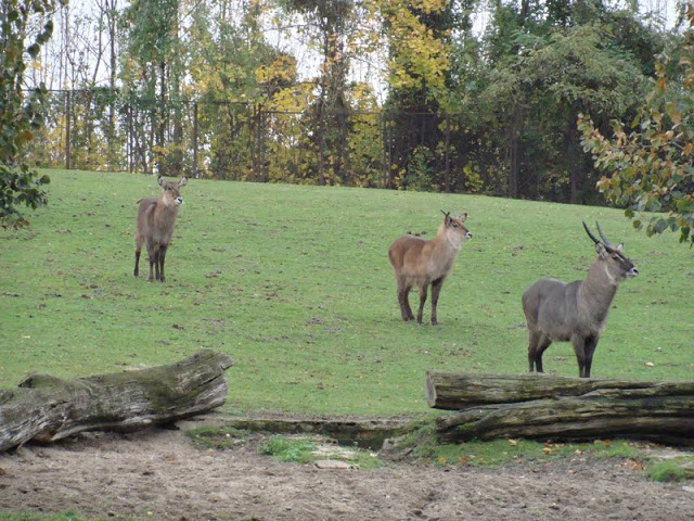 Kobus ellipsiprimnus defassa