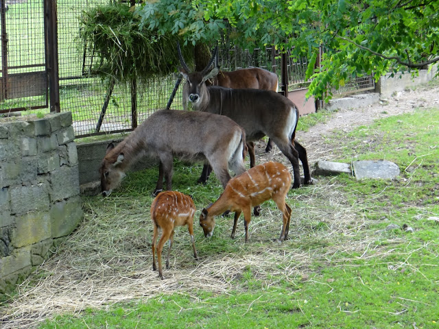 Kobus ellipsiprymnus defassa / Tragelaphus spekii gratus
