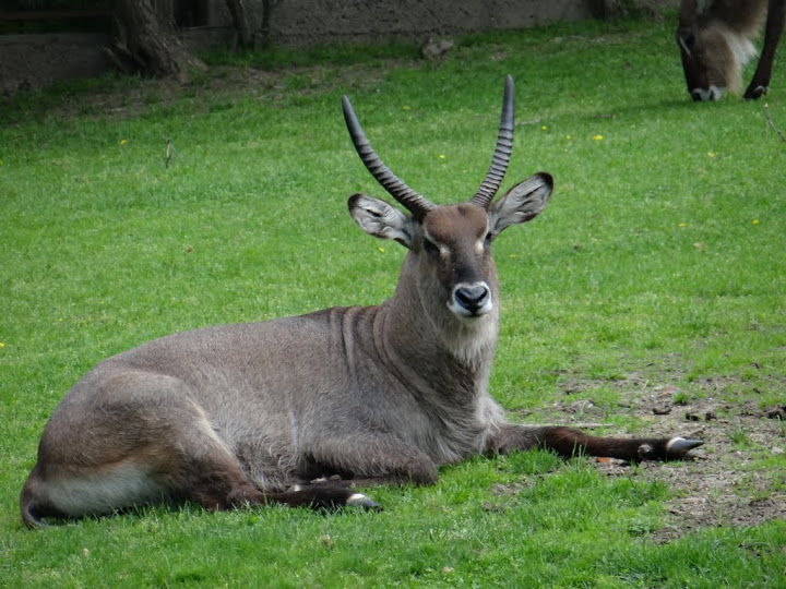 Kobus ellipsiprymnus defassa