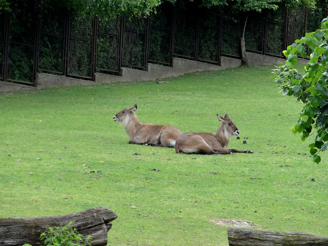 Kobus ellipsiprymnus defassa