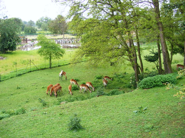 Kobus leche kafuensis