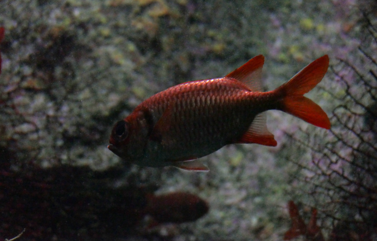 Kochi Soldierfish (Myripristis kochiensis)