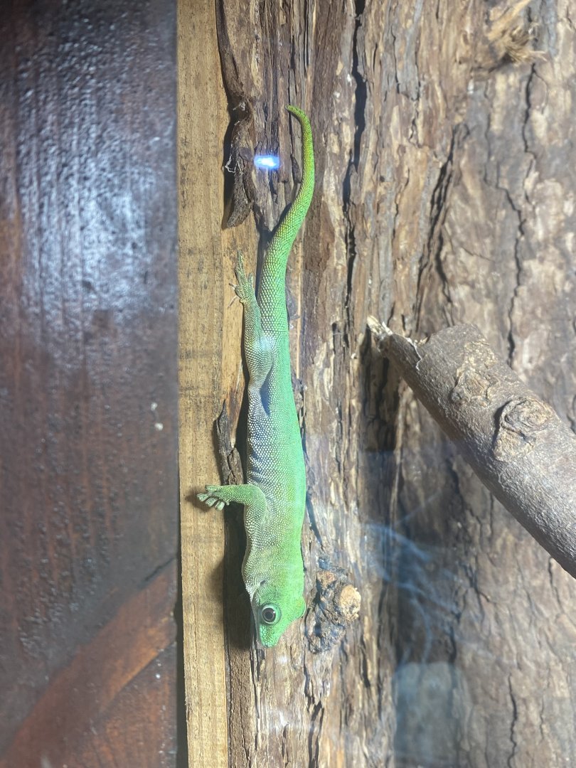 Koch’s day gecko 040324
