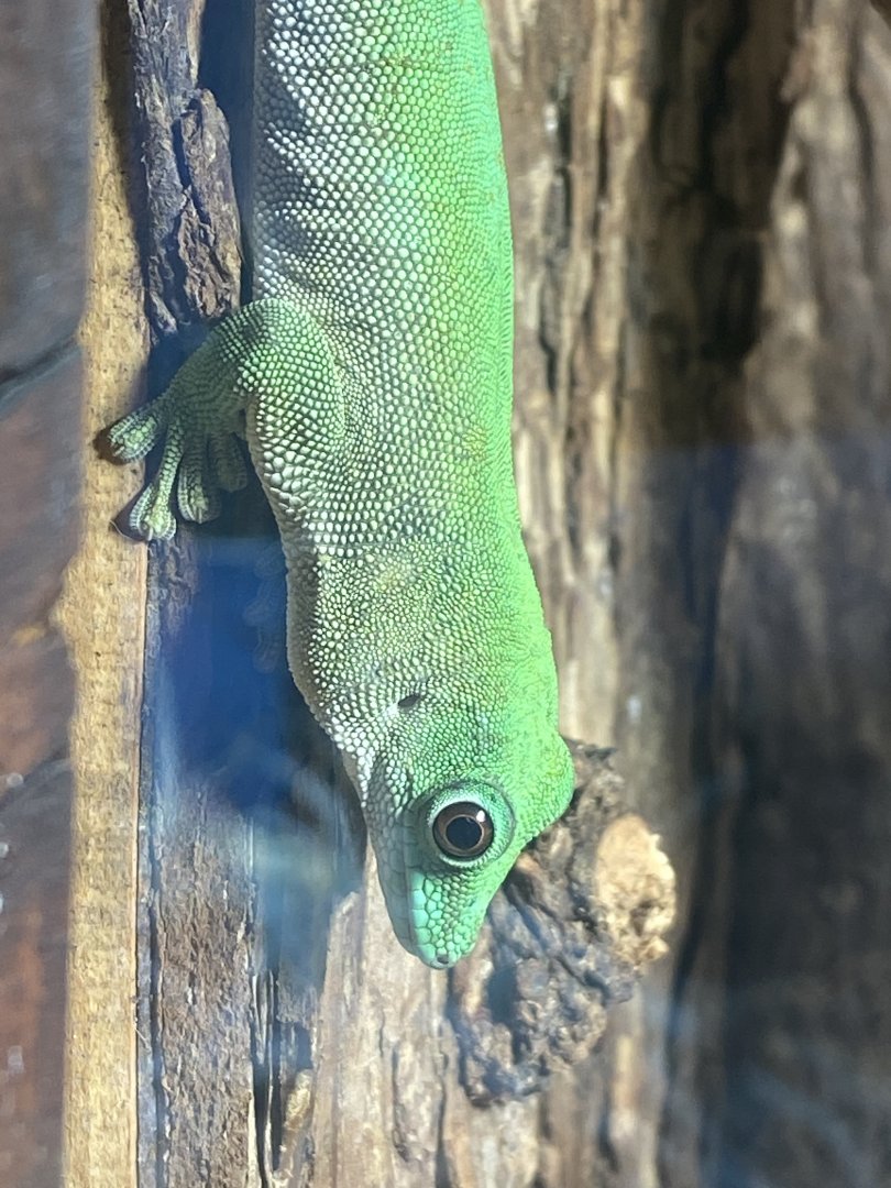 Koch’s day gecko 040324