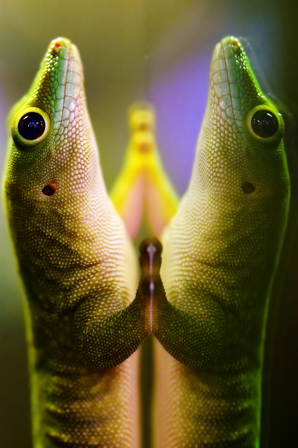 Koch's Day Gecko (Phelsuma kochi)