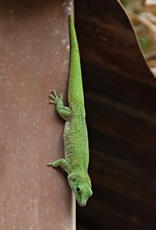 Koch's day gecko (Phelsuma kochi)