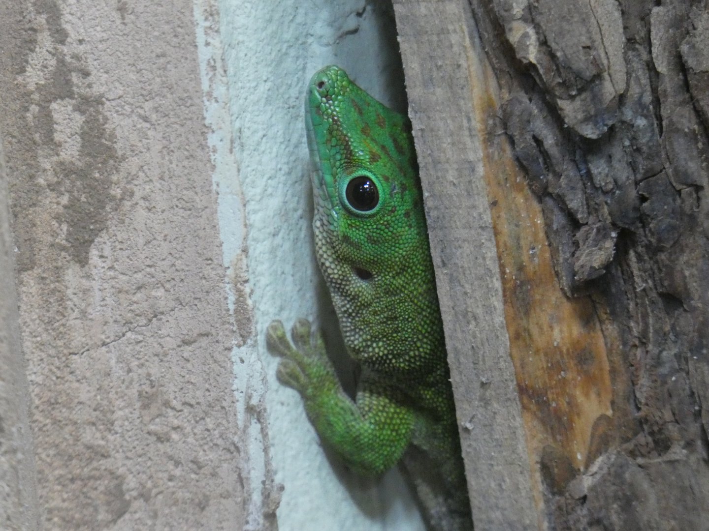 Koch's giant day gecko