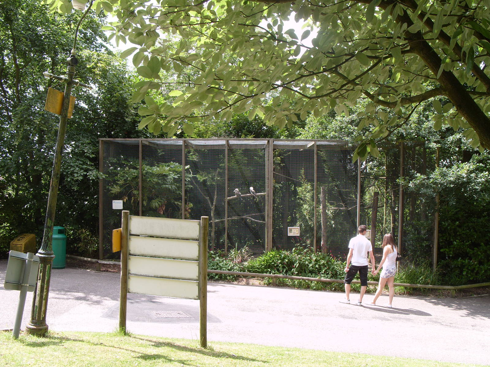 KOCKABURA AND WHITE FACED SCOPS OWL AVAIRY