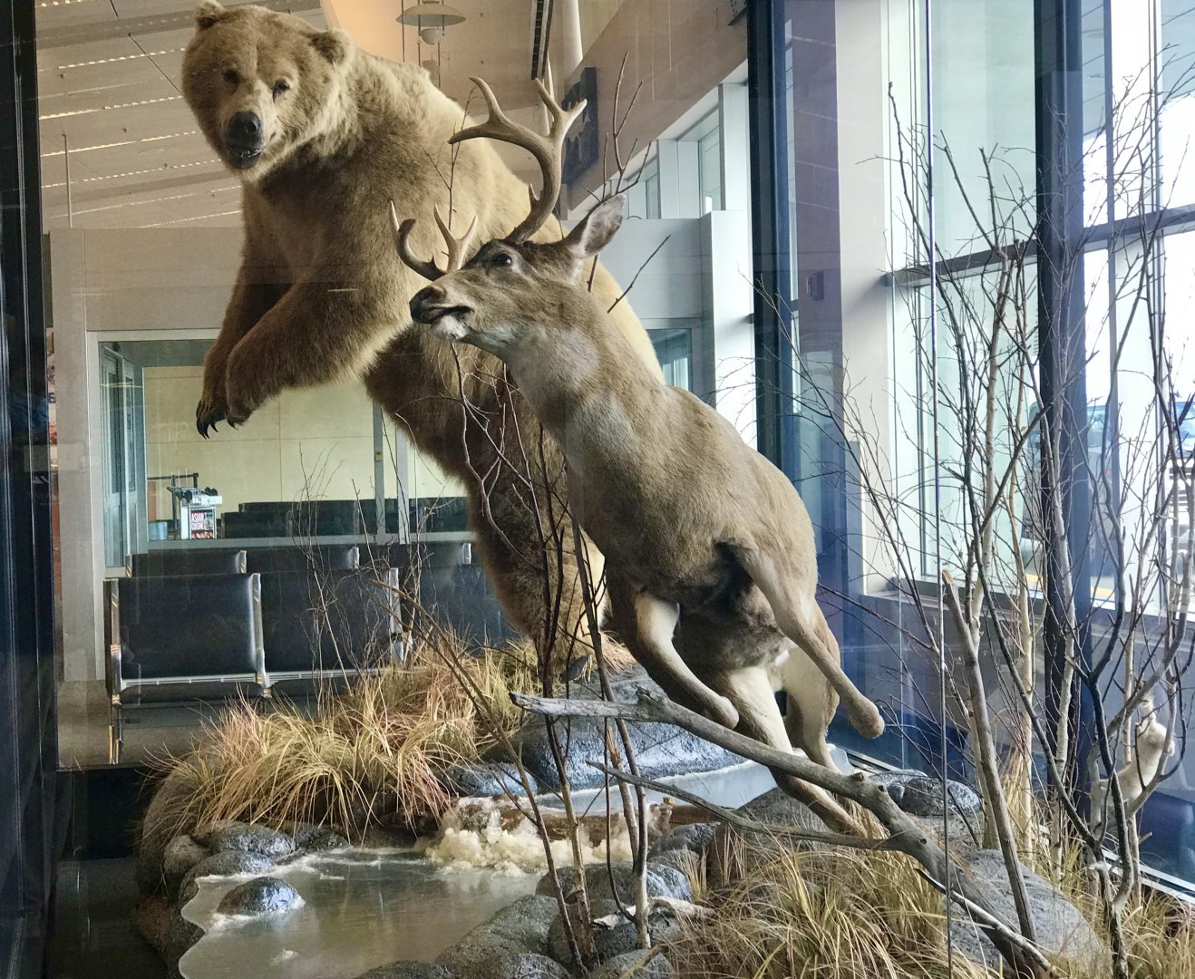 Kodak Brown Bear and Sitka Black-tailed Deer