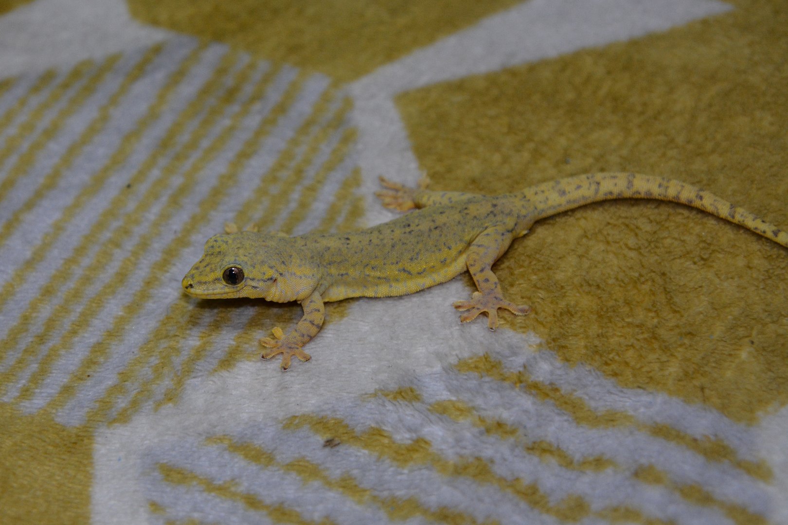 Kodakarajima Island gecko (Gekko vertebralis)
