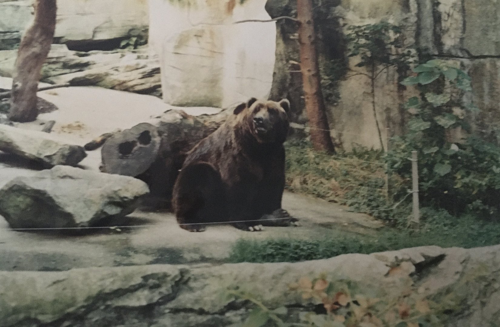 Kodiak Bear - 1990s