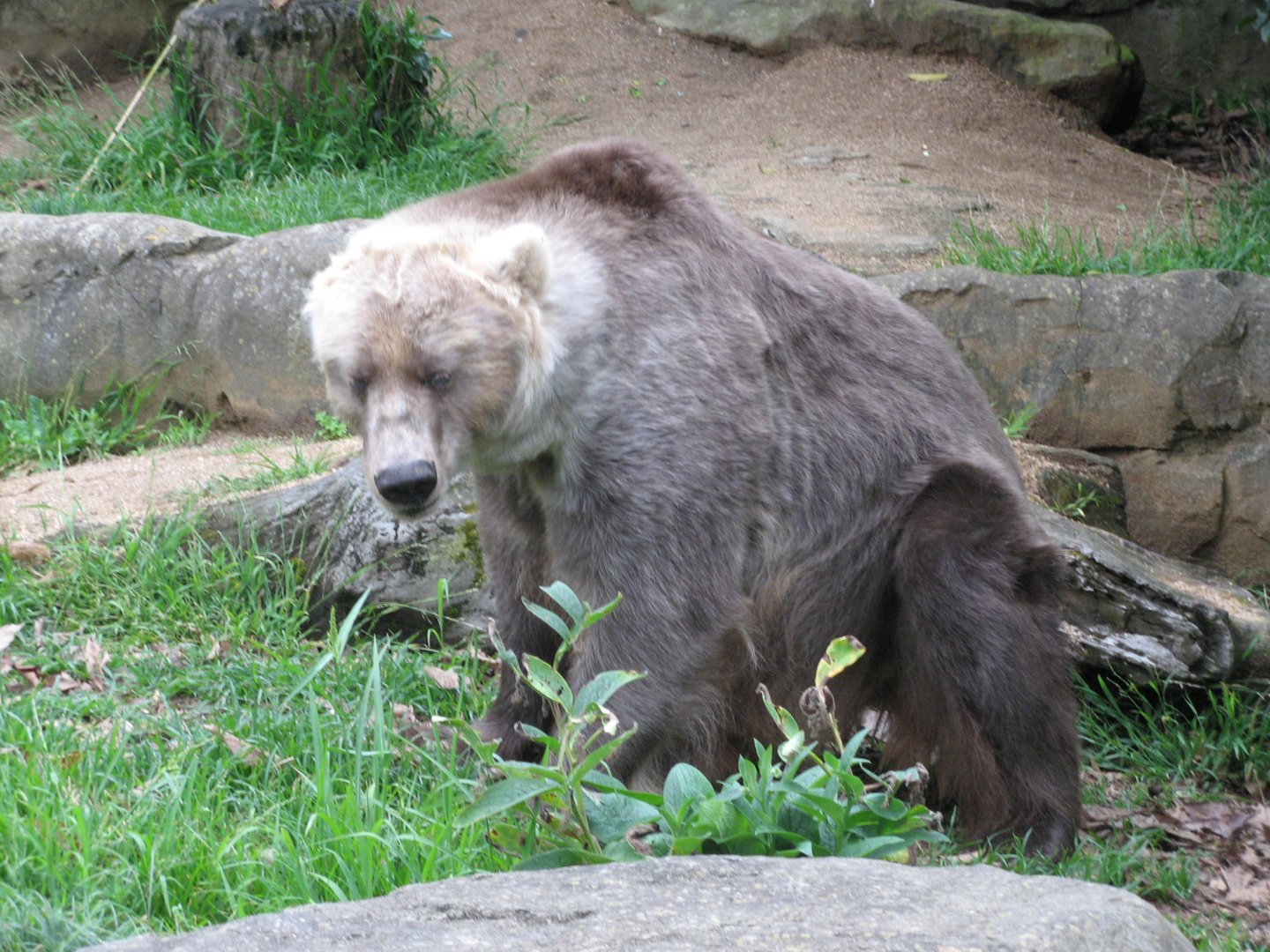 Kodiak Bear (2008)