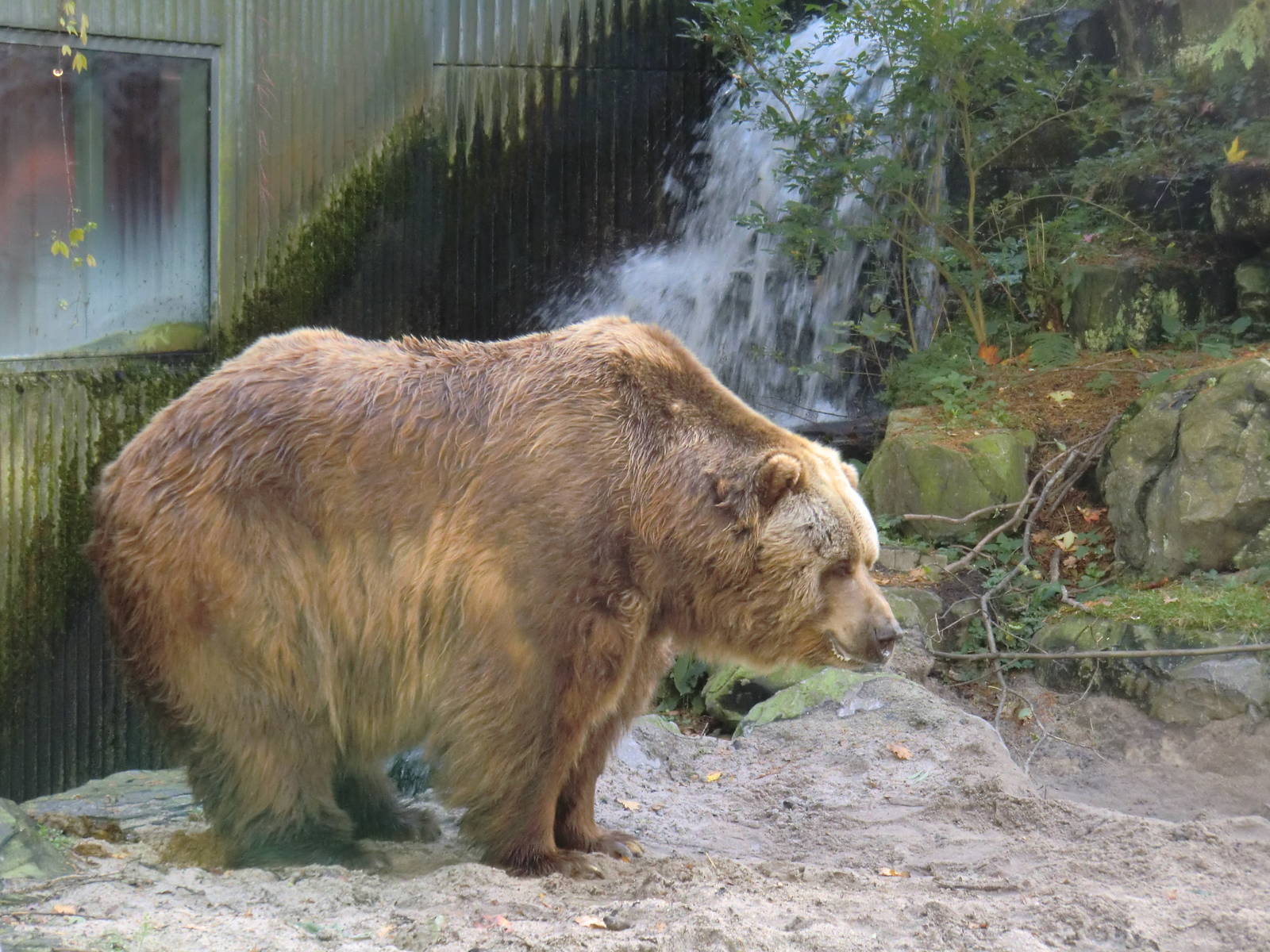 Kodiak Bear, 24-10-2010