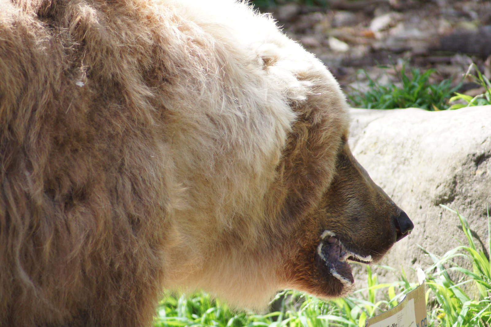 Kodiak Bear 'Bethyl'