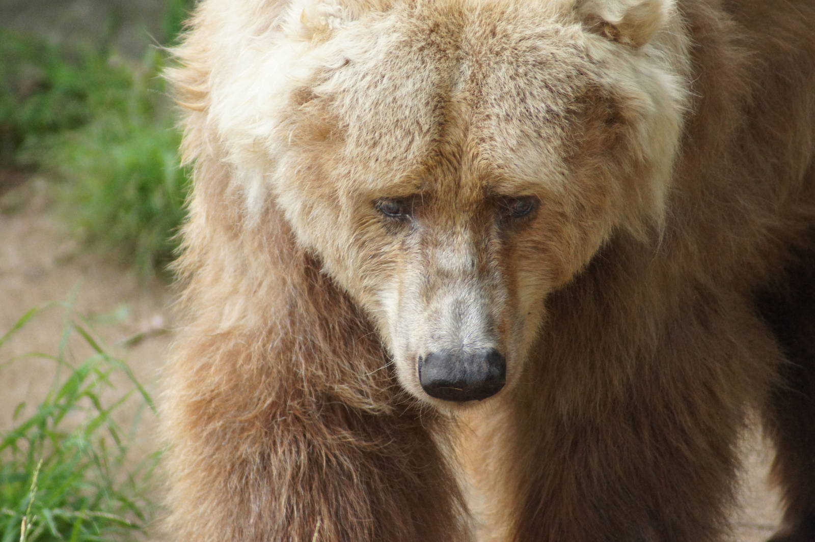 Kodiak Bear 'Bethyl'