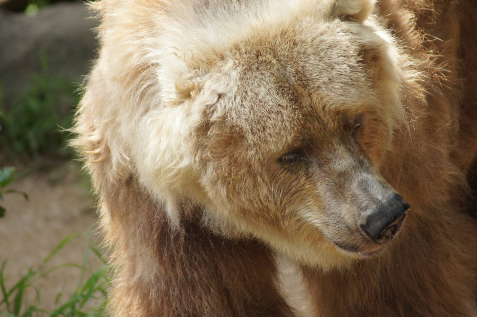Kodiak Bear 'Bethyl'