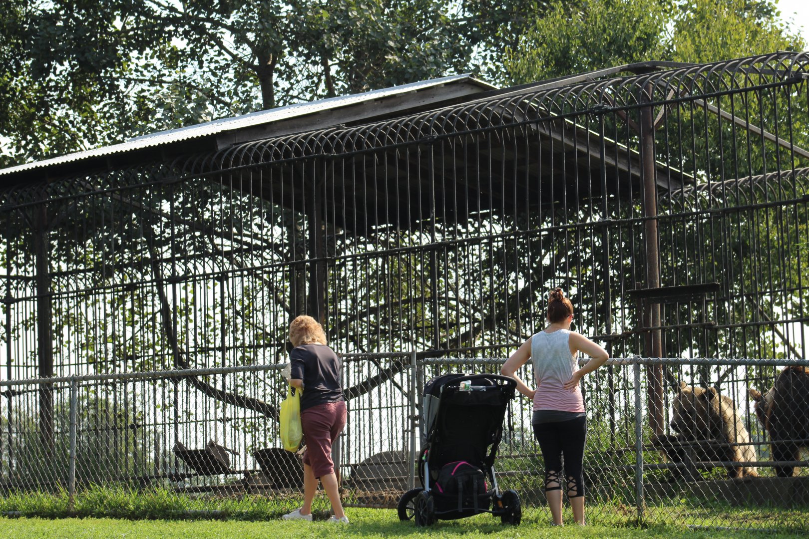Kodiak Bear Enclosure #1