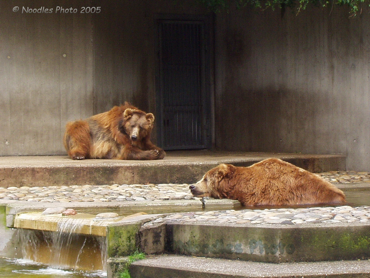 Kodiak bear enclosure 1980 - 2010