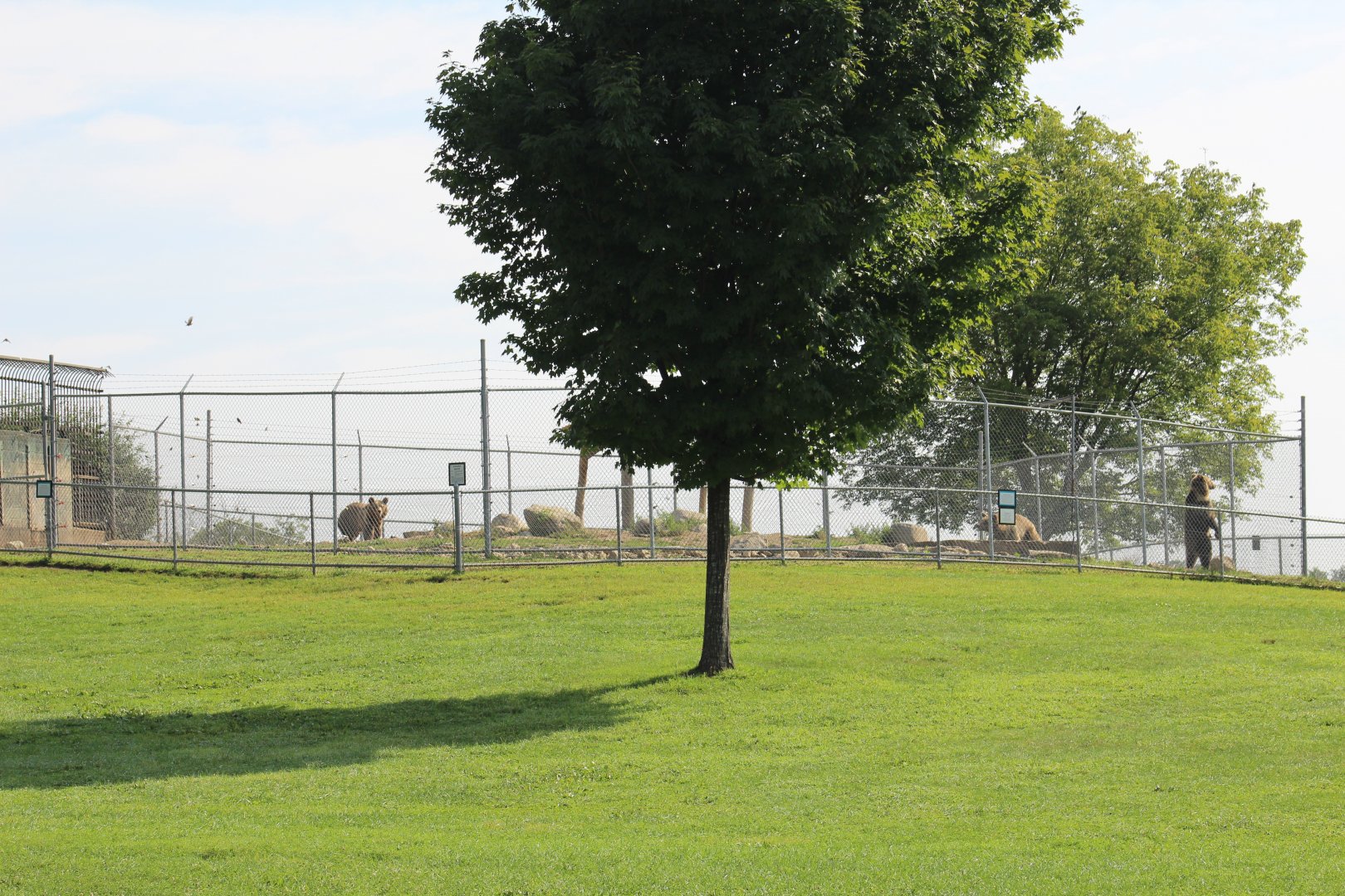 Kodiak Bear Enclosure #2