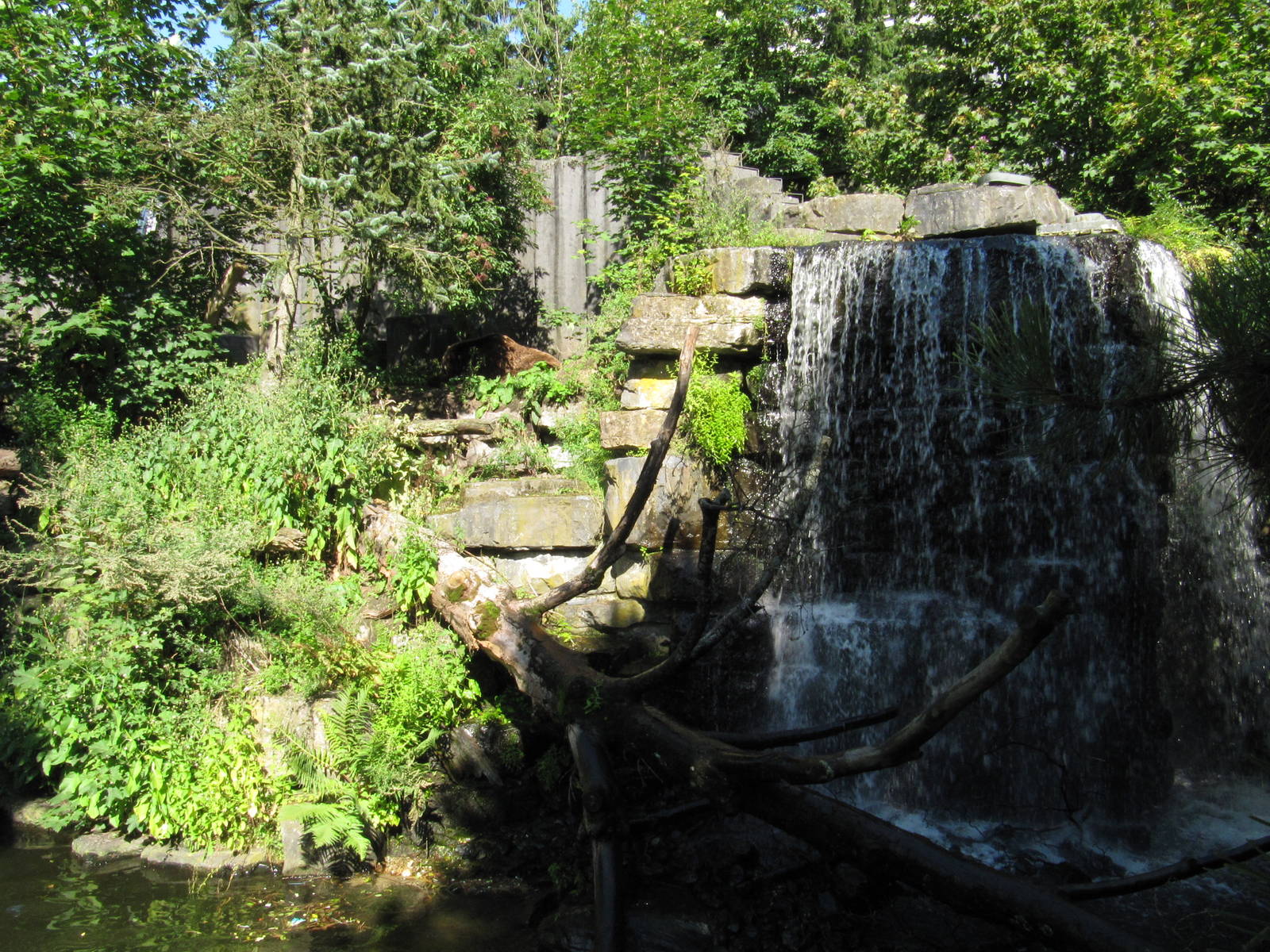kodiak bear enclosure; bear is there!
