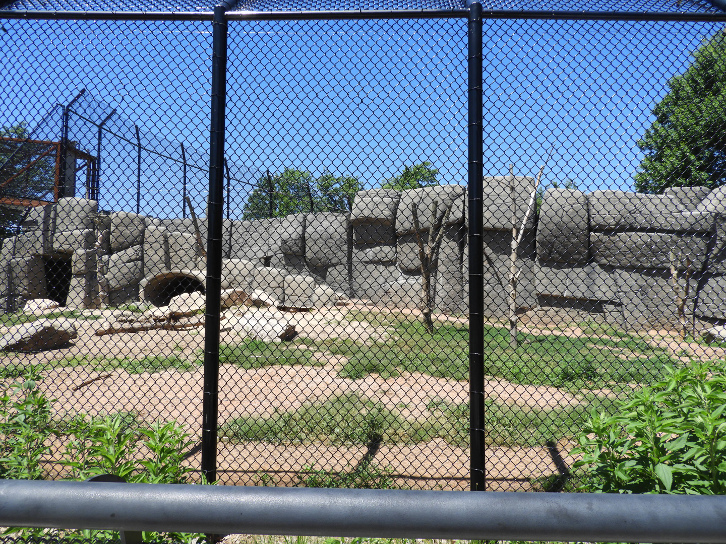 Kodiak Bear exhibit #2 (first half) - JP Adler Kodiak Bear exhibit (New in 2015) - Wildwood Zoo