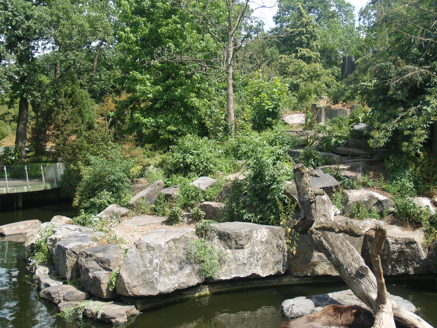 Kodiak bear exhibit, 2006-07-08