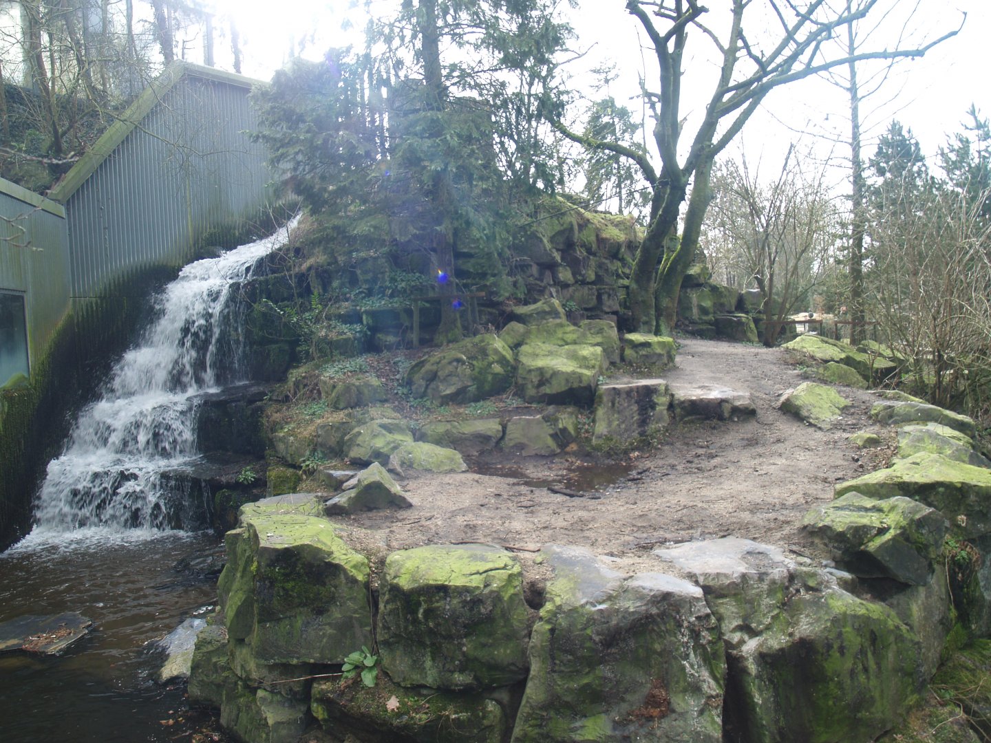 Kodiak bear exhibit, 2008-03-01