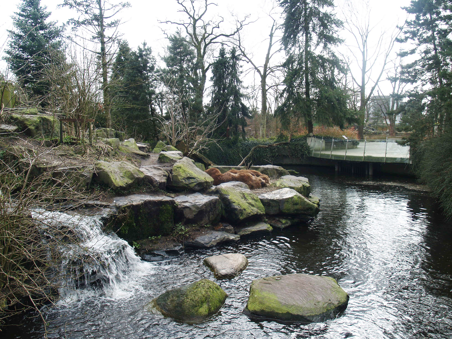 Kodiak bear exhibit, 2008-03-01