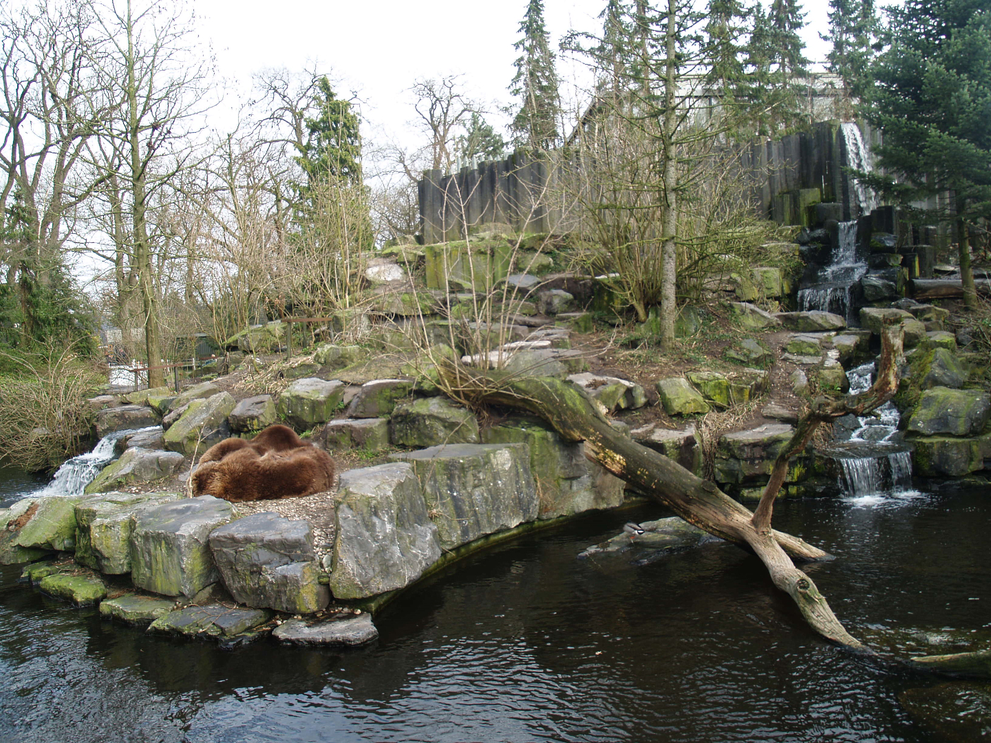 Kodiak bear exhibit, 2008-03-01