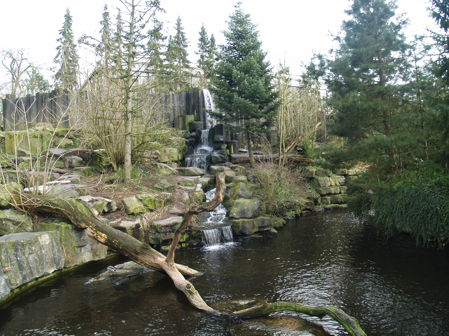 Kodiak bear exhibit, 2008-03-01