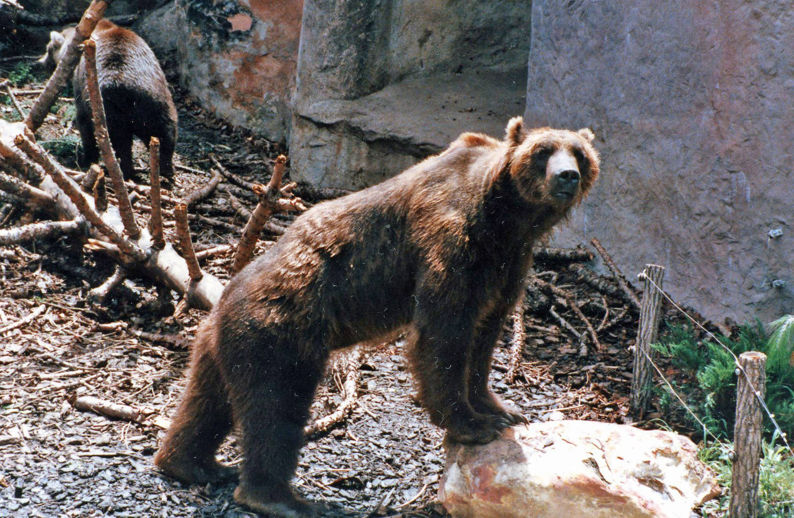 kodiak bear late 80,s