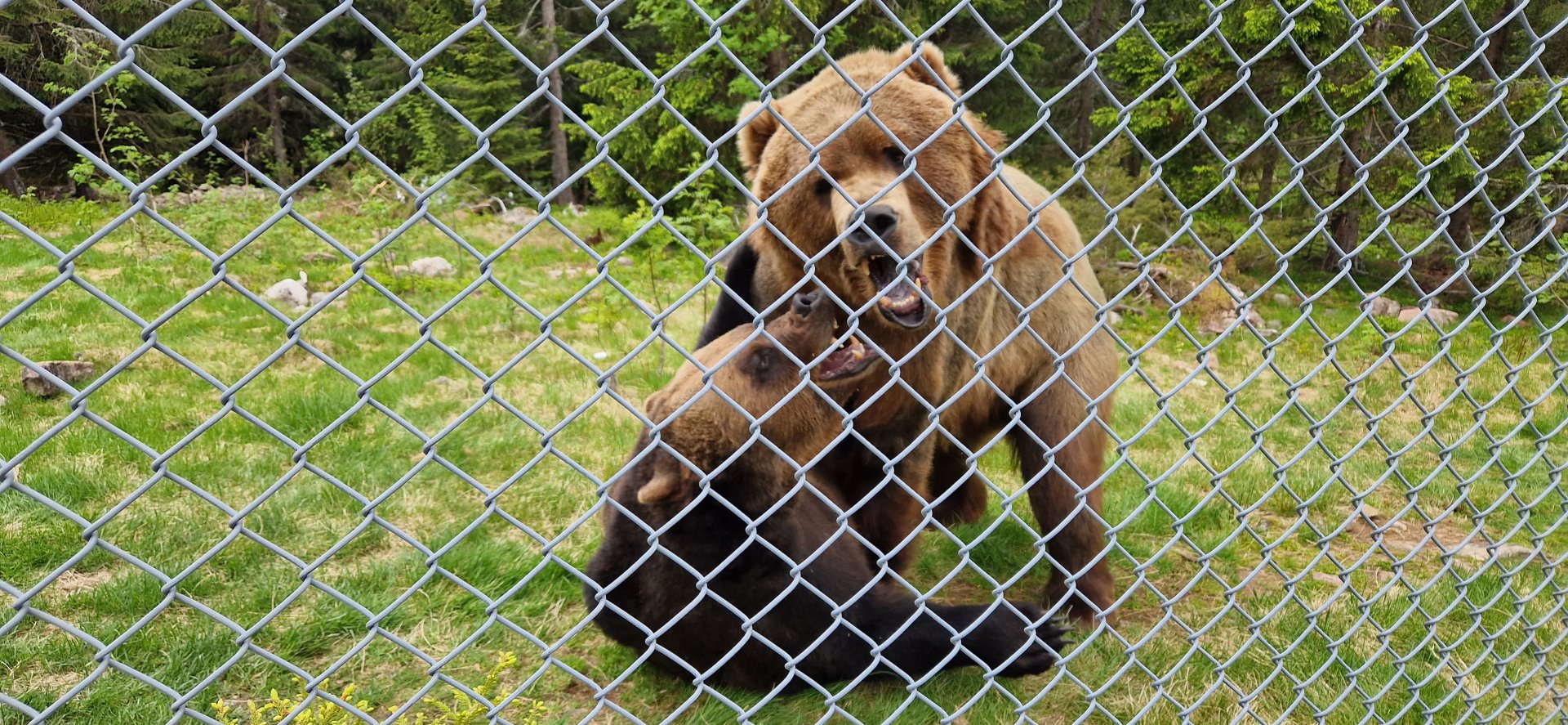 Kodiak Bear playing with European Brown Bear