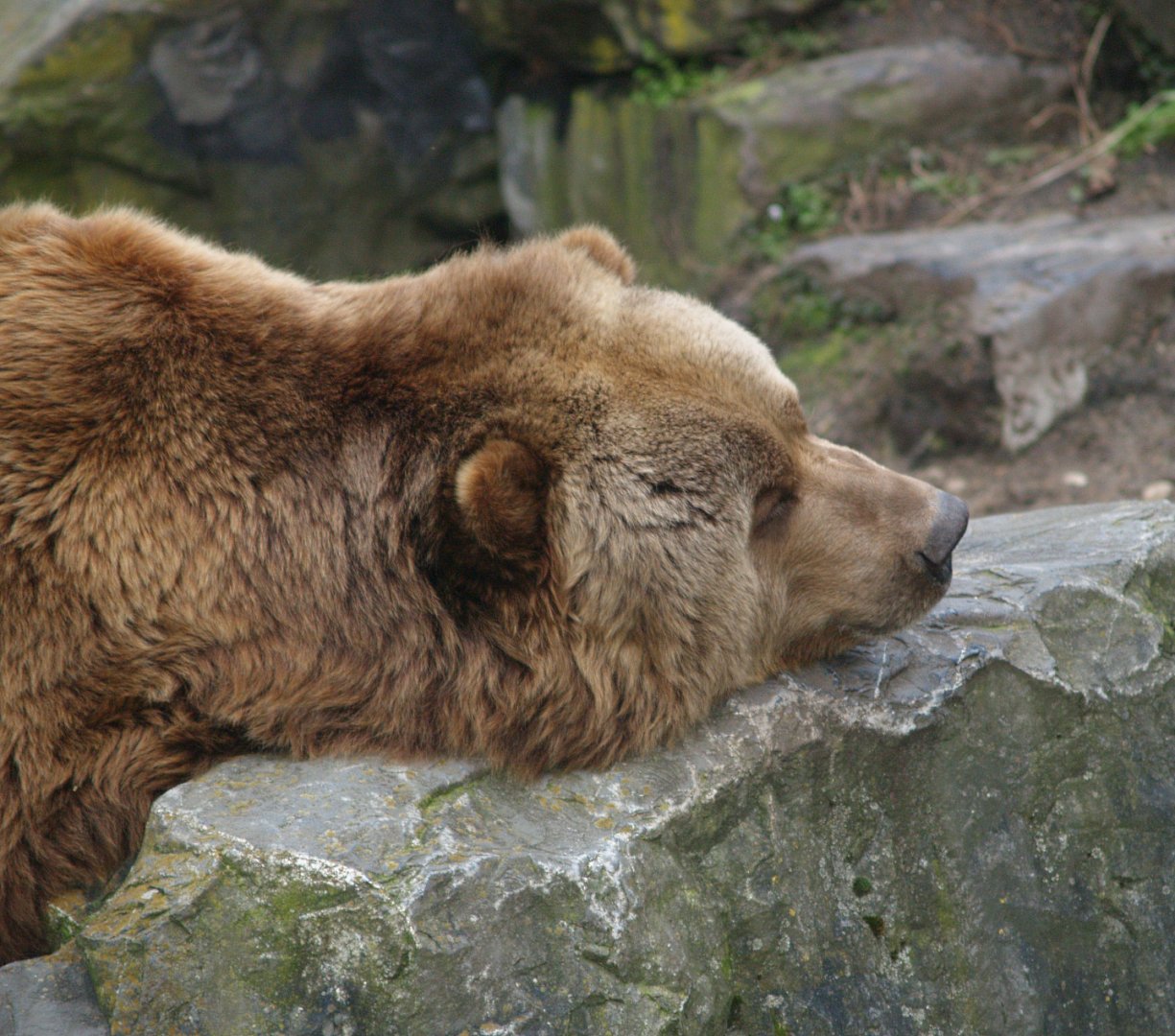 Kodiak bear (Ursus arctos middendorffi), 2008-03-01