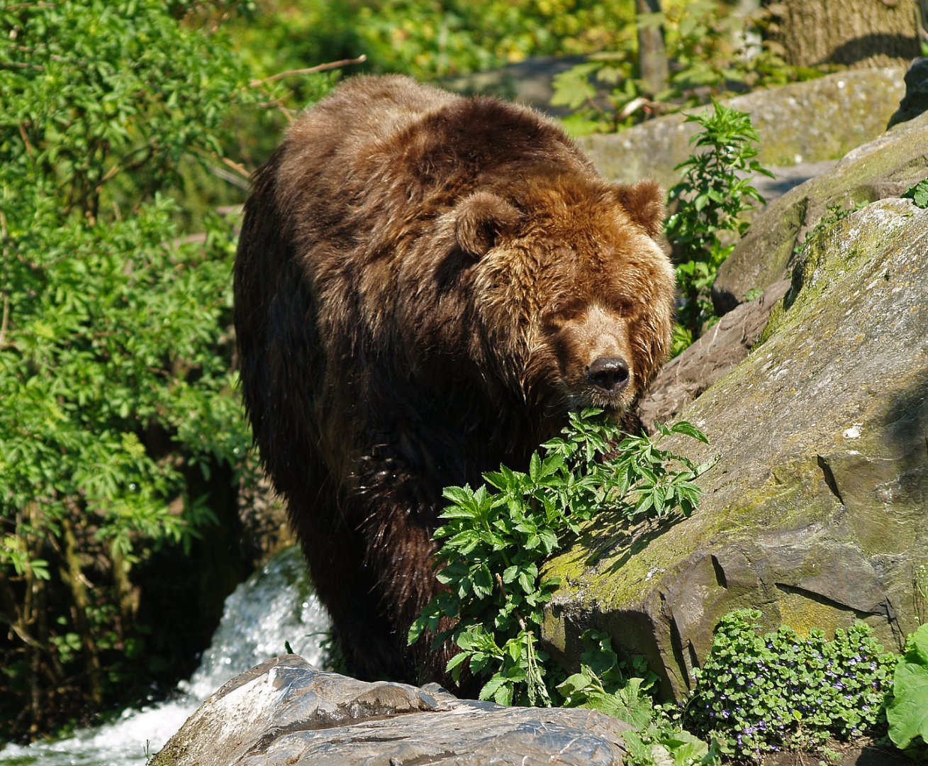 Kodiak bear (Ursus arctos middendorffi), 2009-04-19